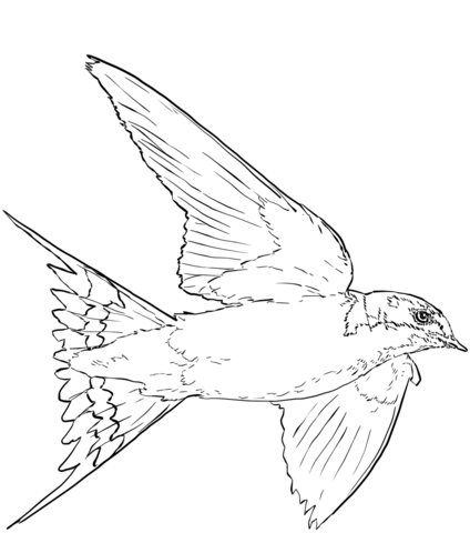 Barn Swallow In Flight Coloring Page